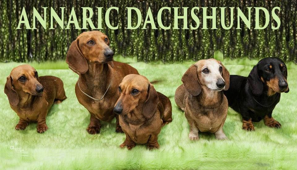 bronia dachshunds